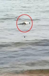 秦皇岛浴场爆料视频最新,揭秘海滩背后的惊人真相